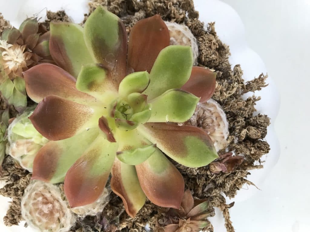 A sunburned succulent growing on moss.