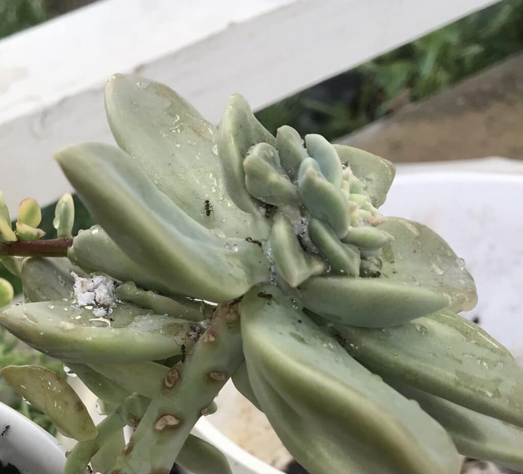 Learn how to get rid of mealybugs on your succulents!