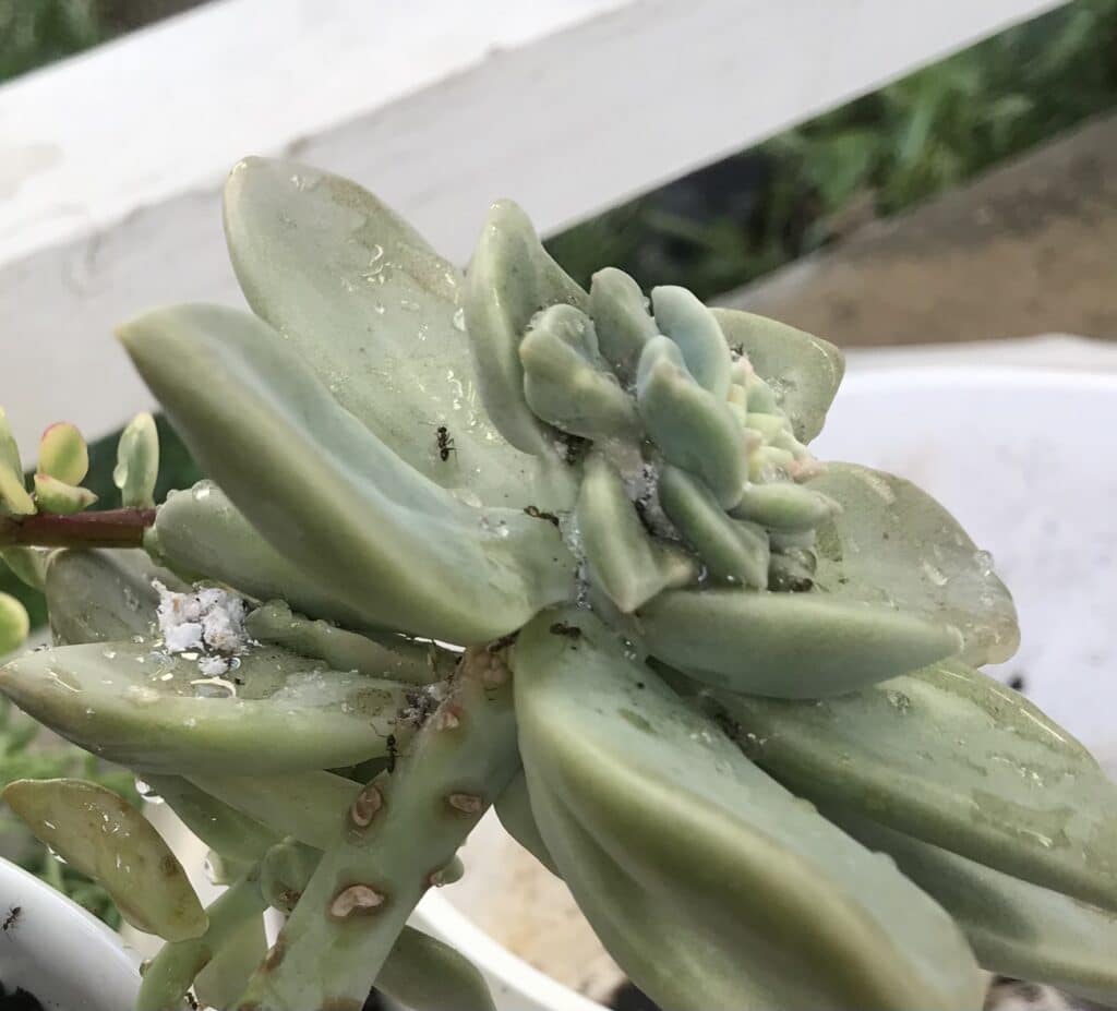 Rosette succulents with mealybugs. Mealybugs appear as white cotton-like mounds in between the leaves.