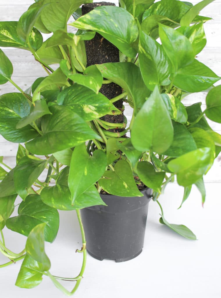 Golden pothos plant growing upwards in a black pot.