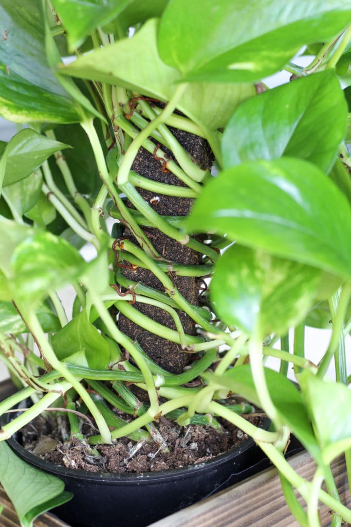 Pothos plant planted in dry soil.