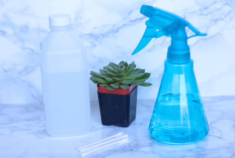 alcohol and spray bottle for mealybugs - Natalie Linda