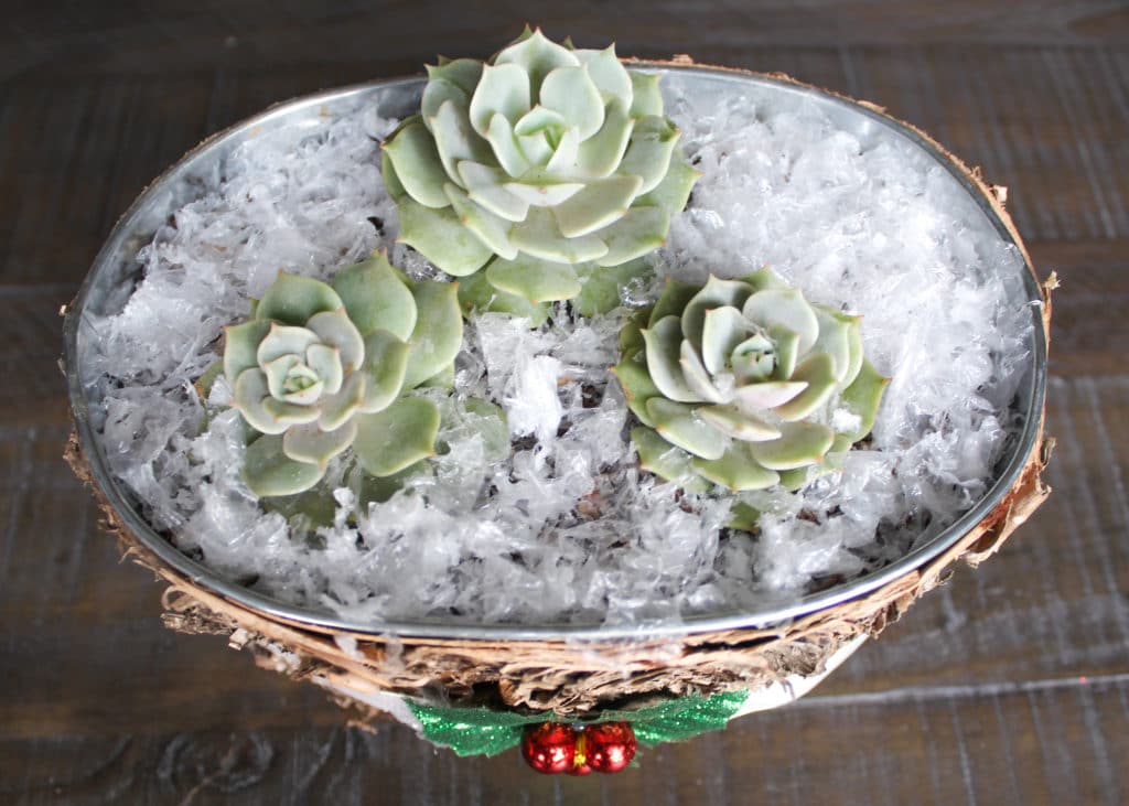 Succulent Christmas Craft