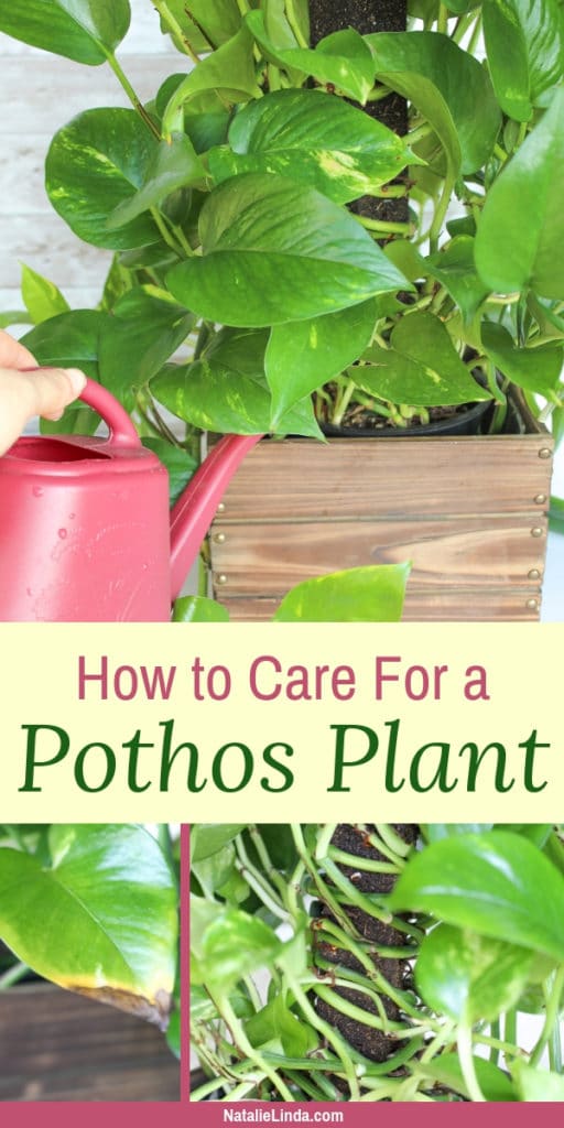 Learn how to care for a pothos plant with this helpful growing guide!