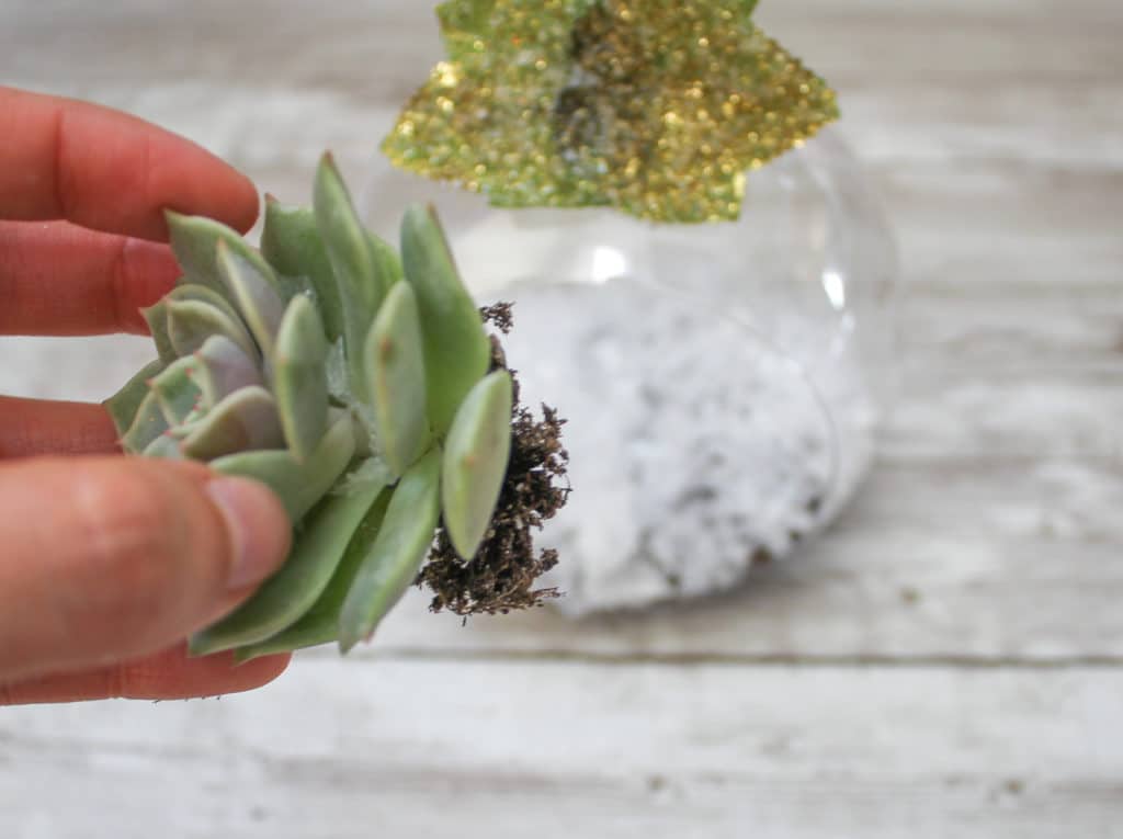 Echeveria succulent being placed into a plastic Christmas ornament for DIY succulent Christmas ornaments!