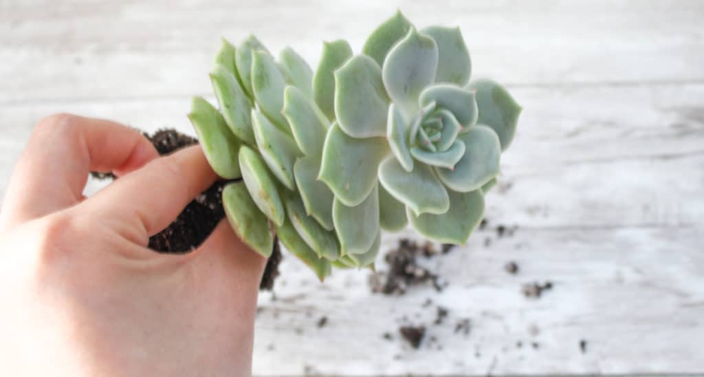 A stretched-out Echeveria Lola succulent.