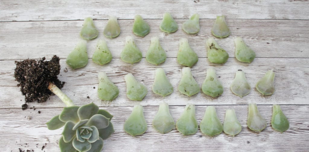 Several leaves detached from an Echeveria succulent as the beginning of the succulent propagation process begins.