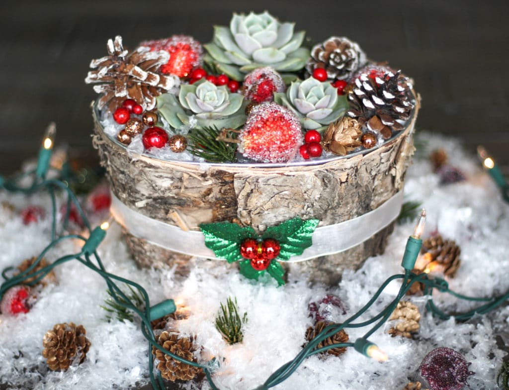 Christmas succulent centerpiece