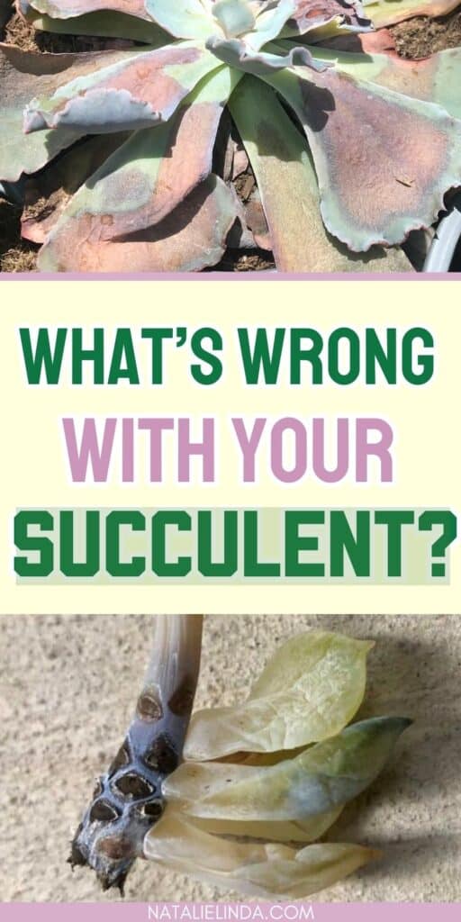 What's wrong with your succulent? Sunburned succulent and rotting succulent stem and leaves.