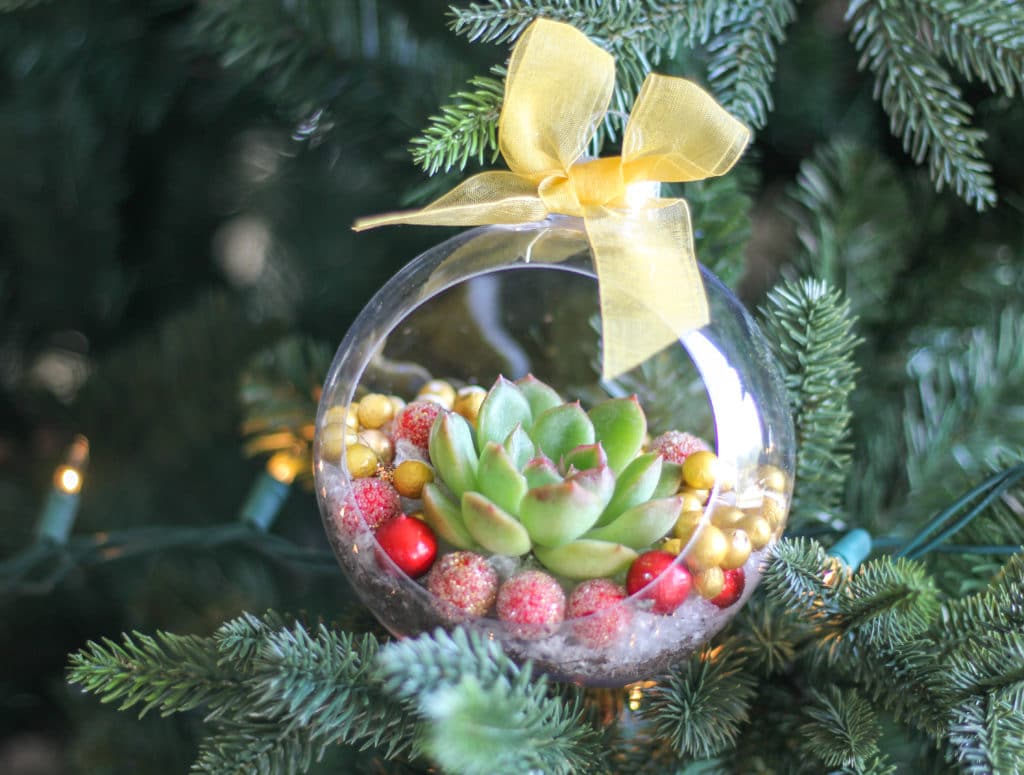 DIY succulent Christmas ornament topped with a yellow ribbon and hanging on the Christmas tree!