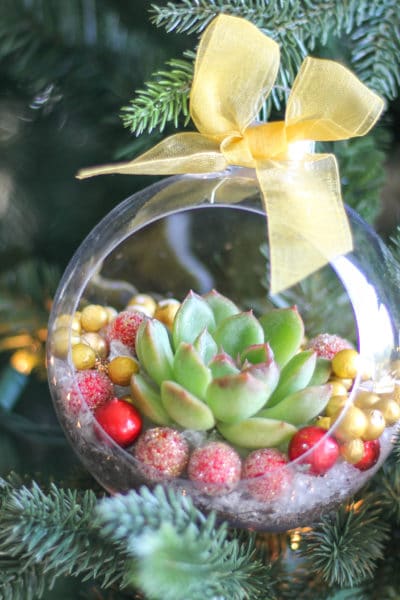 DIY Christmas Ornaments with Live Succulents