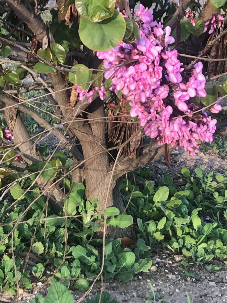 Pruning lilacs