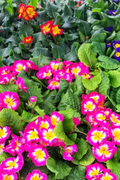 Annuals vs Perennials: Which Should You Plant in Your Garden?