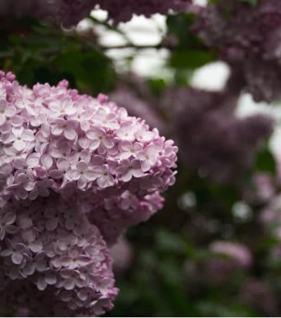 Why Your Lilac Bush Isn’t Blooming and What You Can Do About It