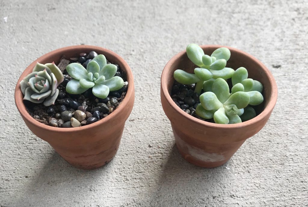 Plant small succulents in your fairy garden!