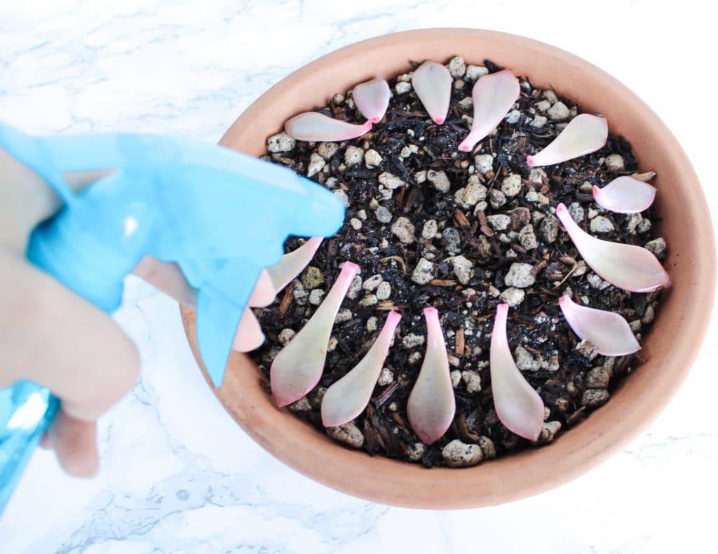 Succulent leaves on a tray of succulent soil being watered with a spray bottle.