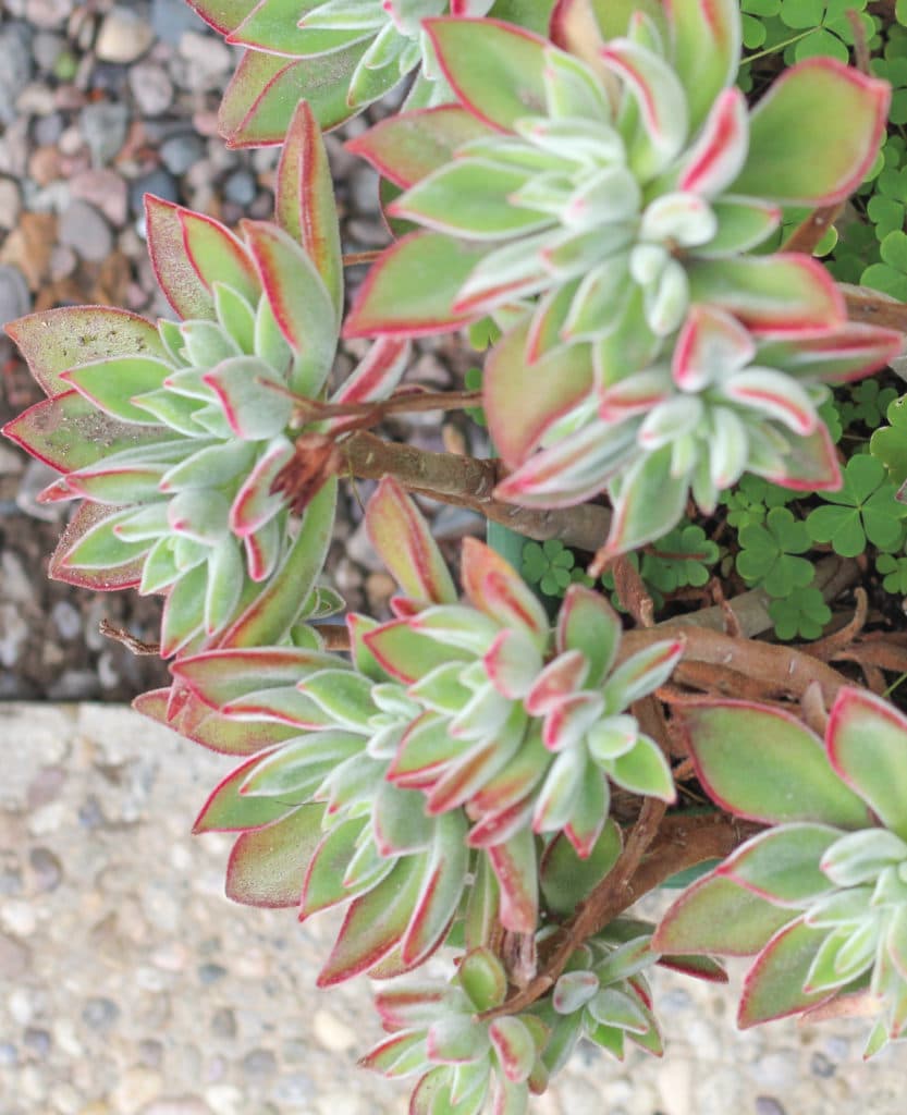 Use succulents for your fairy garden!