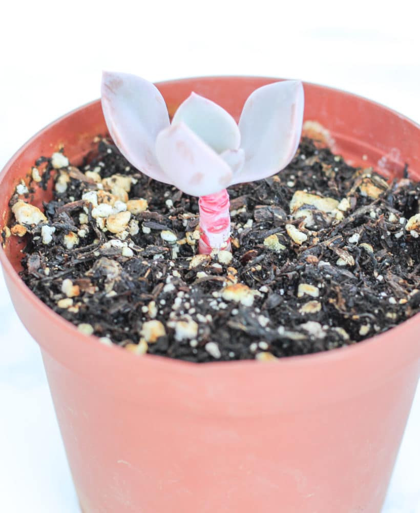 Propagating succulents is easy and simple!