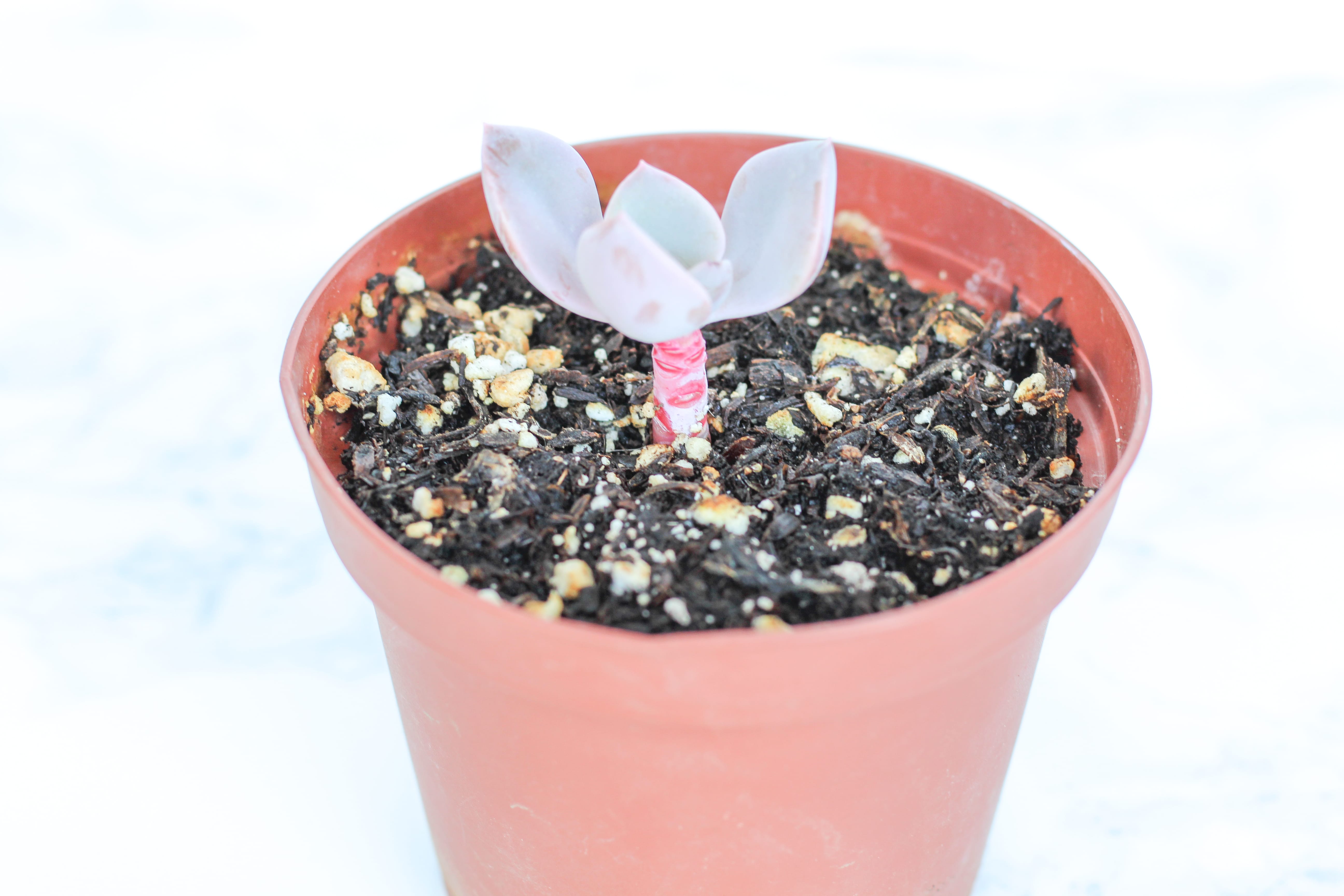 How to Propagate Succulents from Leaves