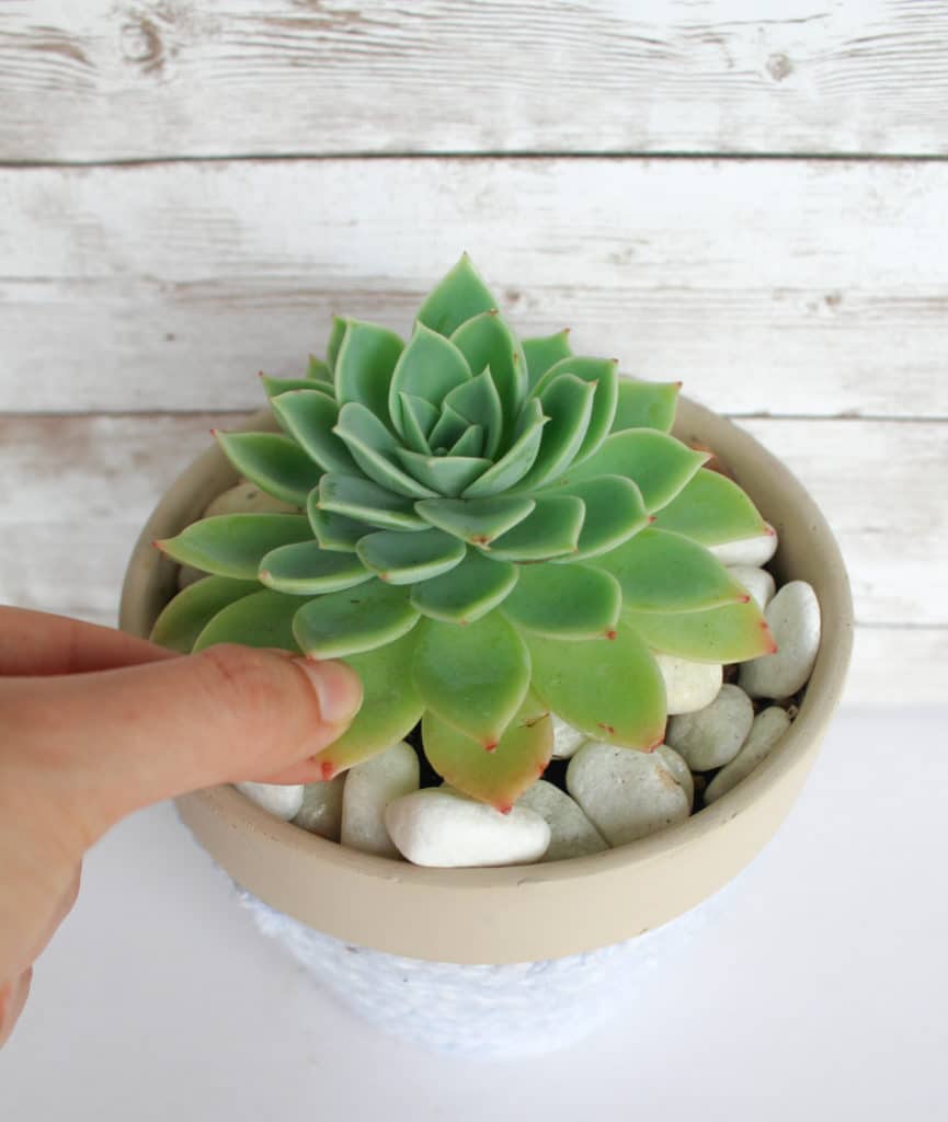 A single Echeveria succulent planted in a  pot.