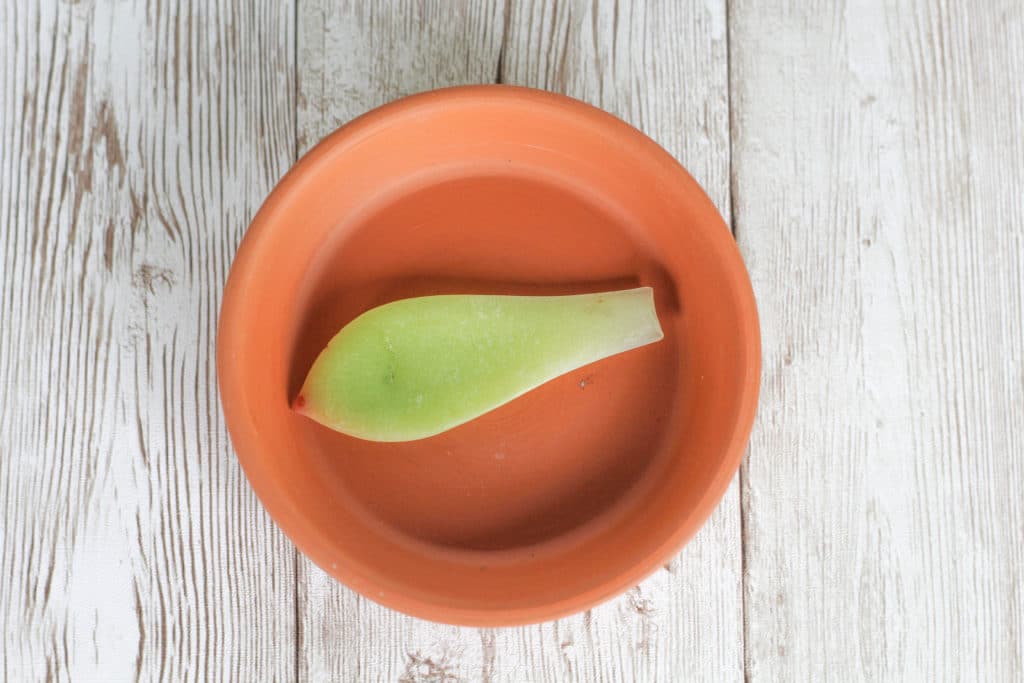 A single echeveria succulent leaf laying on a dry plant saucer to callus over for propagation.