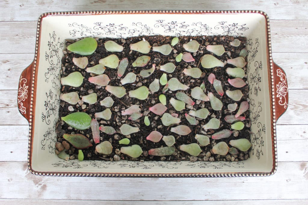Multiple succulent leaves on top of moist succulent soil inside a tray.