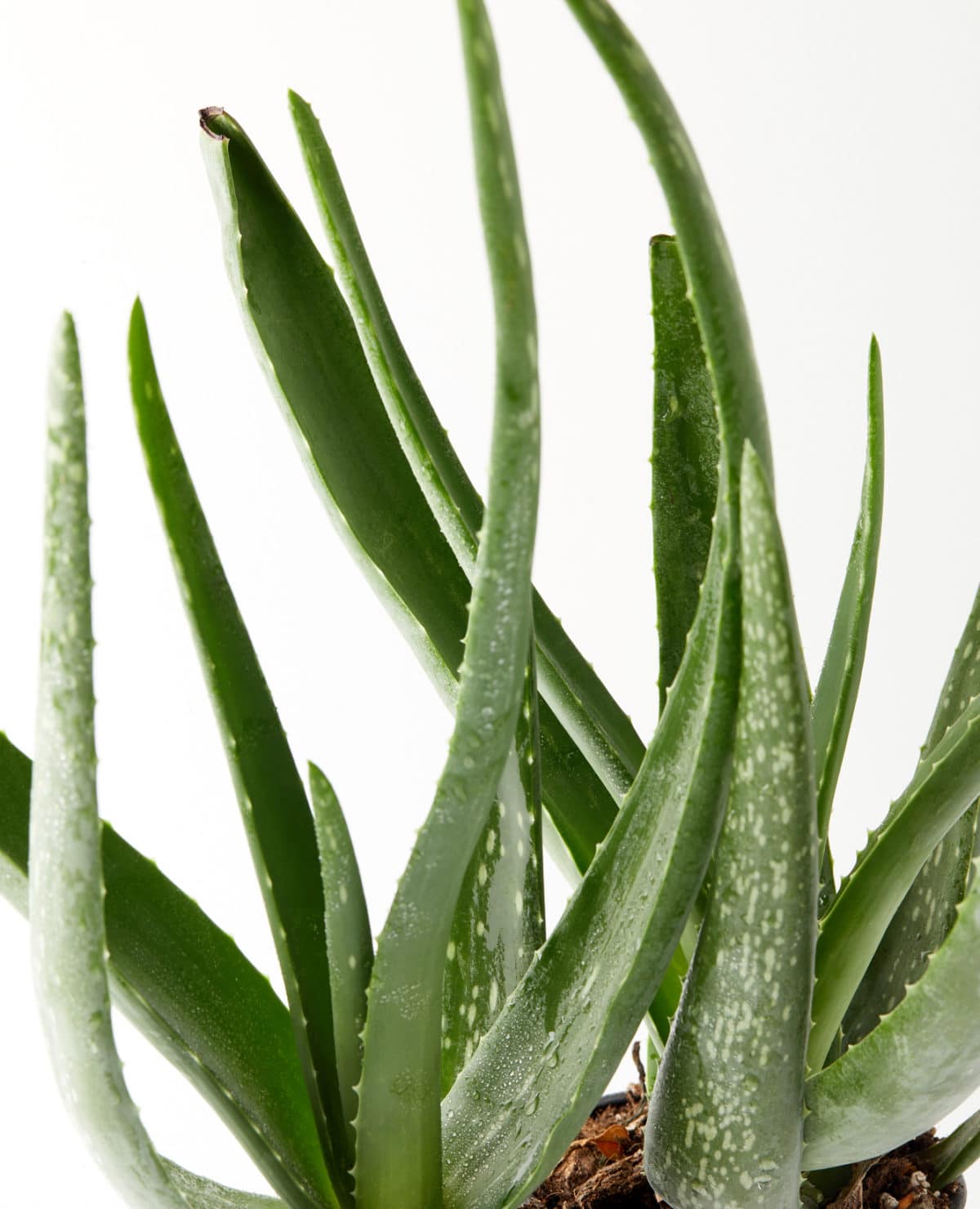 Learn how to care for an aloe vera plant!