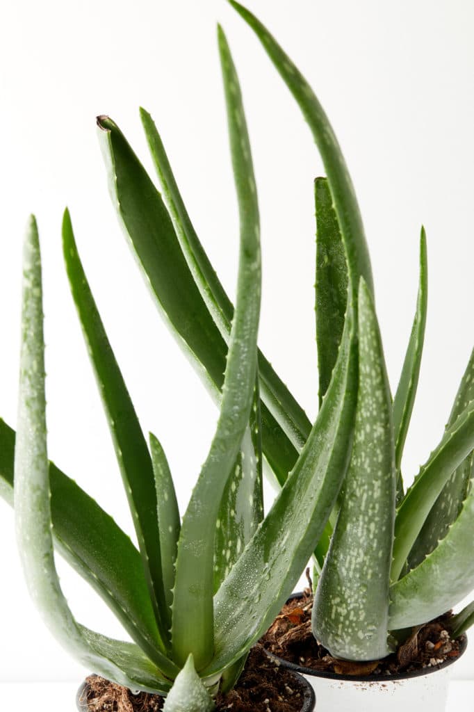 Healthy aloe vera plants planted in white pots.