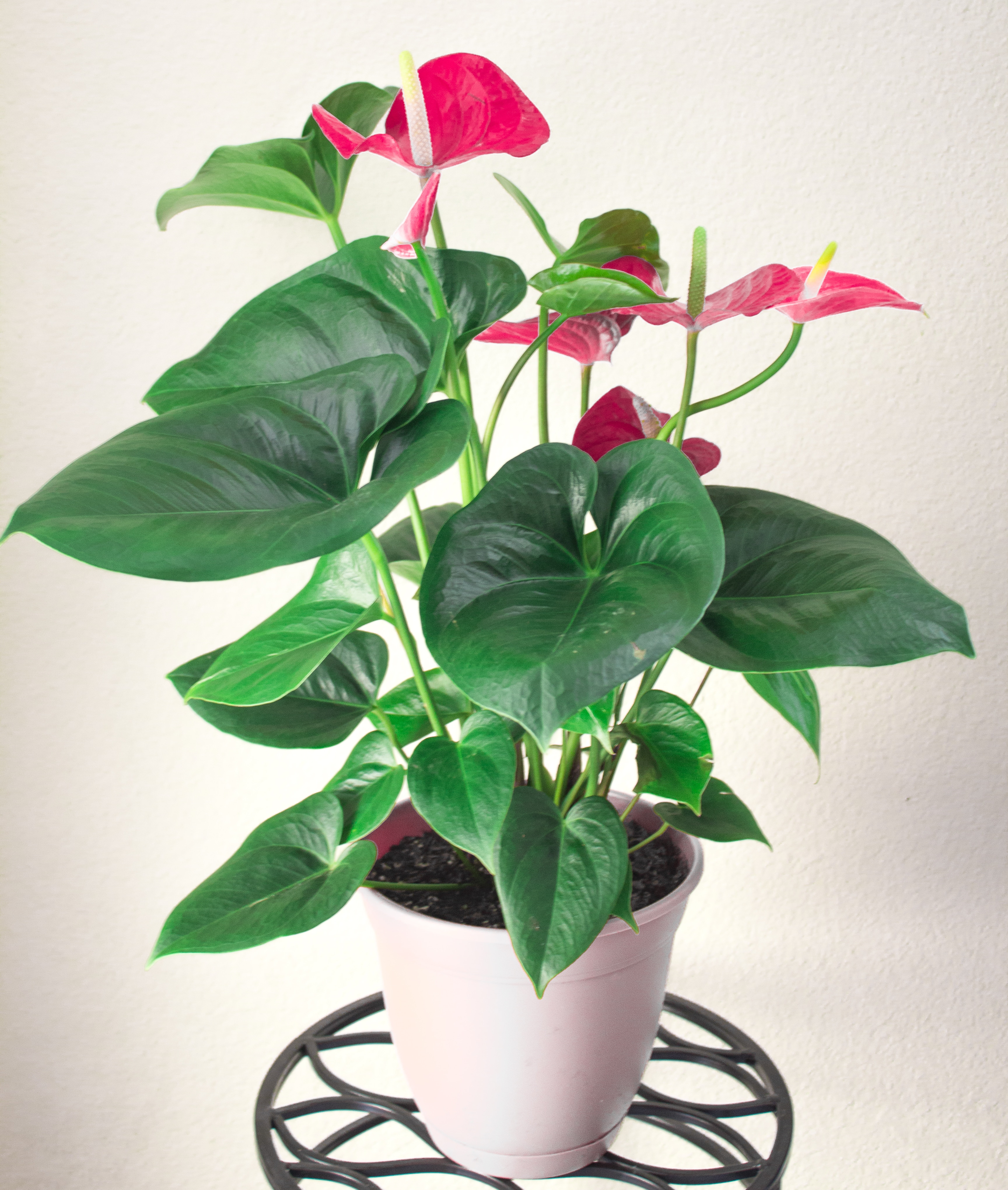 Anthurium Care / 5 interesting facts about the anthurium pot plant and ...