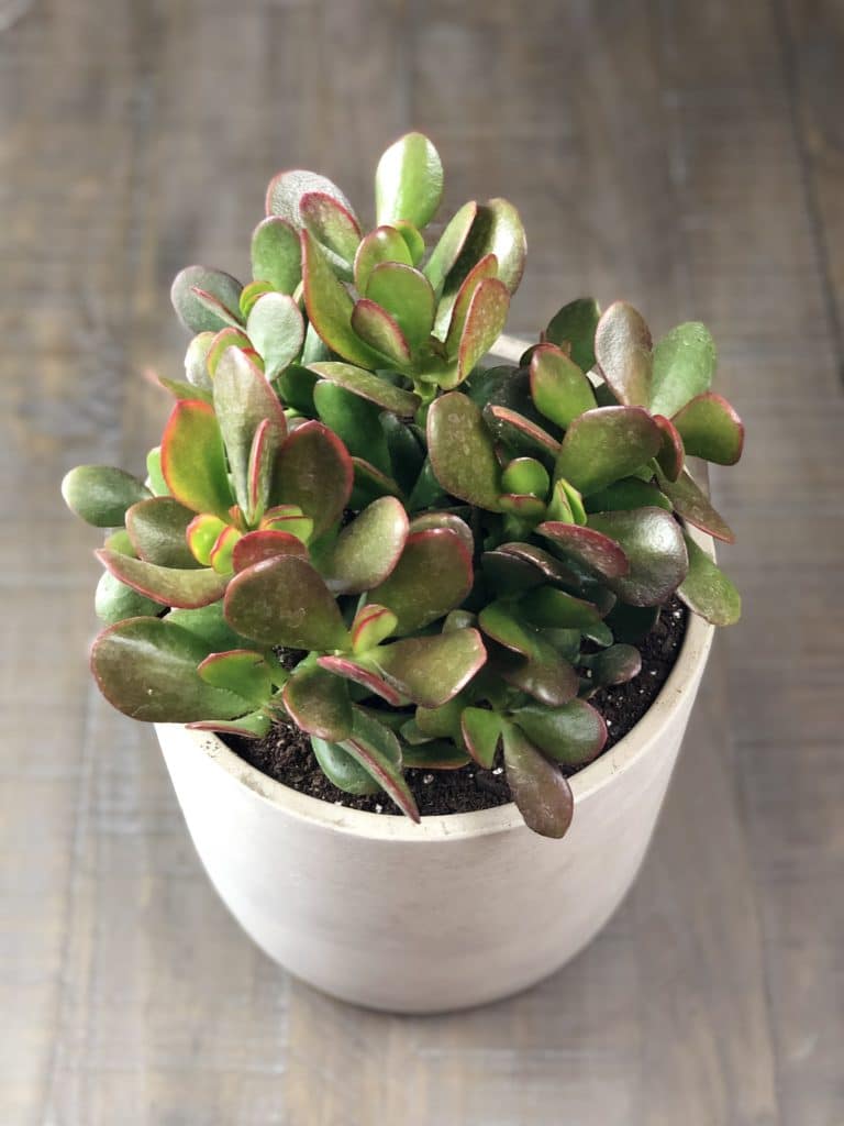 Jade Plant 'Crasula Ovata' planted in a gray clay pot, sitting on a brown table top. Green fleshy leaves with red tips that grow upwards.