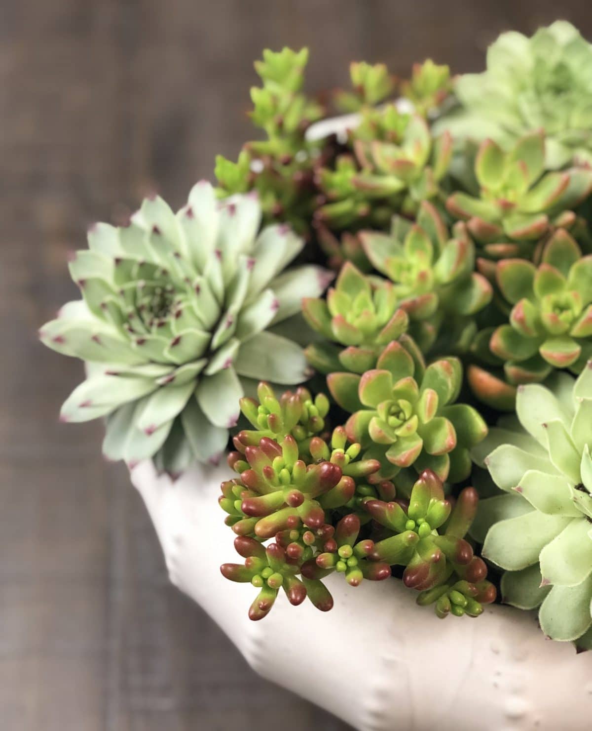 Learn all about caring for hens and chicks!