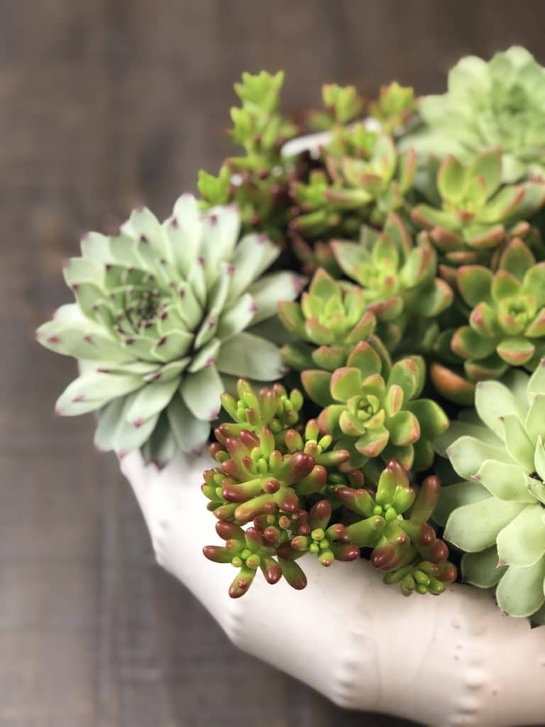 How to Care for Hens and Chicks Succulents Natalie Linda