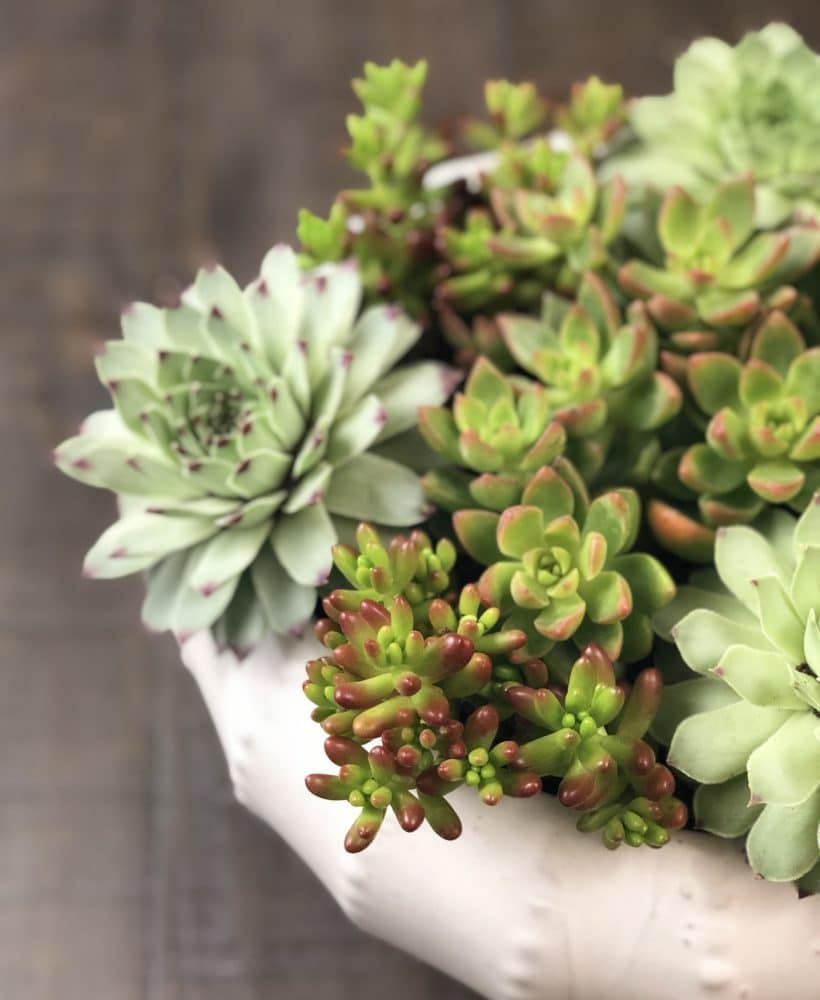Learn all about caring for hens and chicks!
