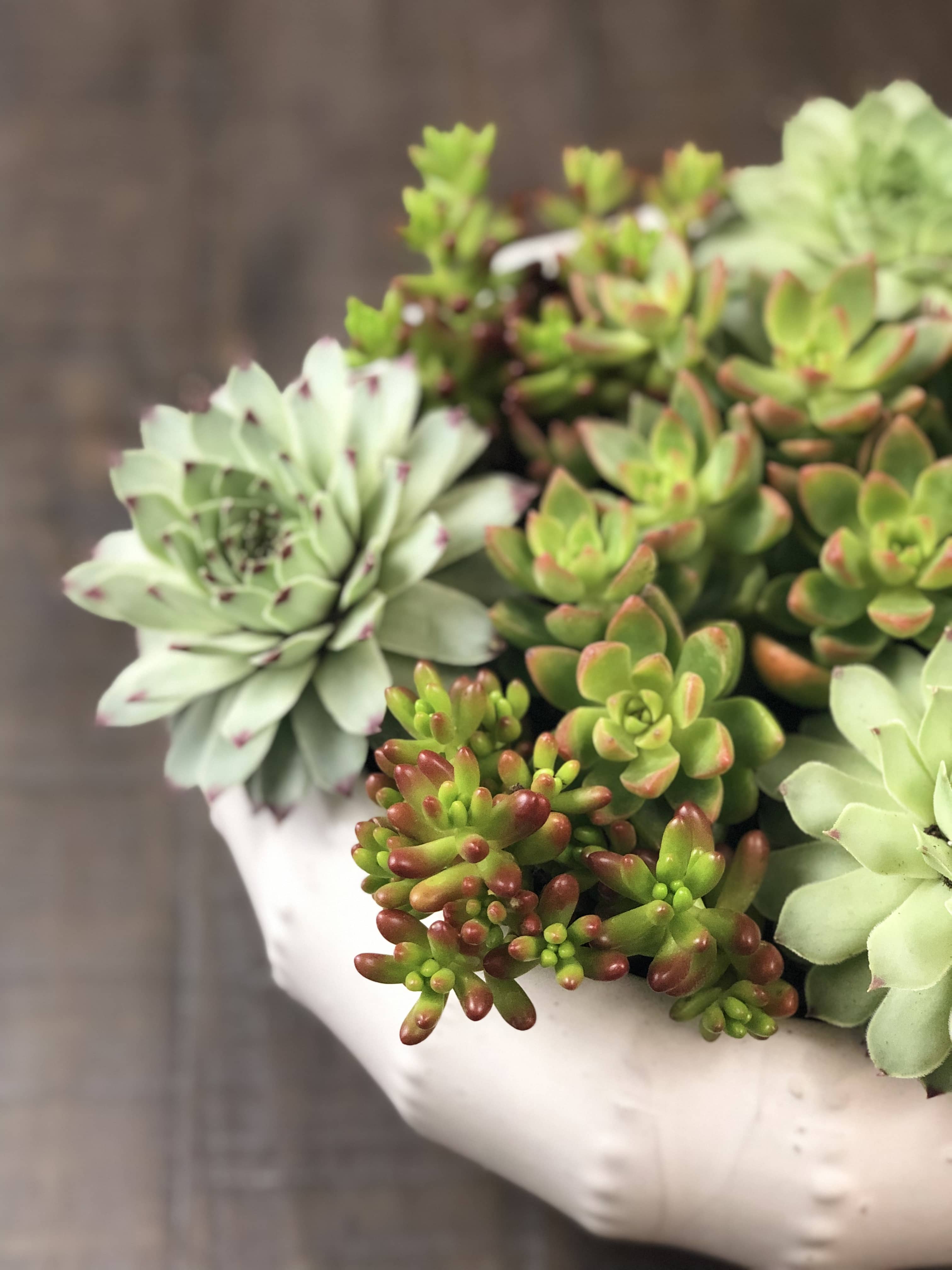 How to Care for Hens and Chicks Succulents
