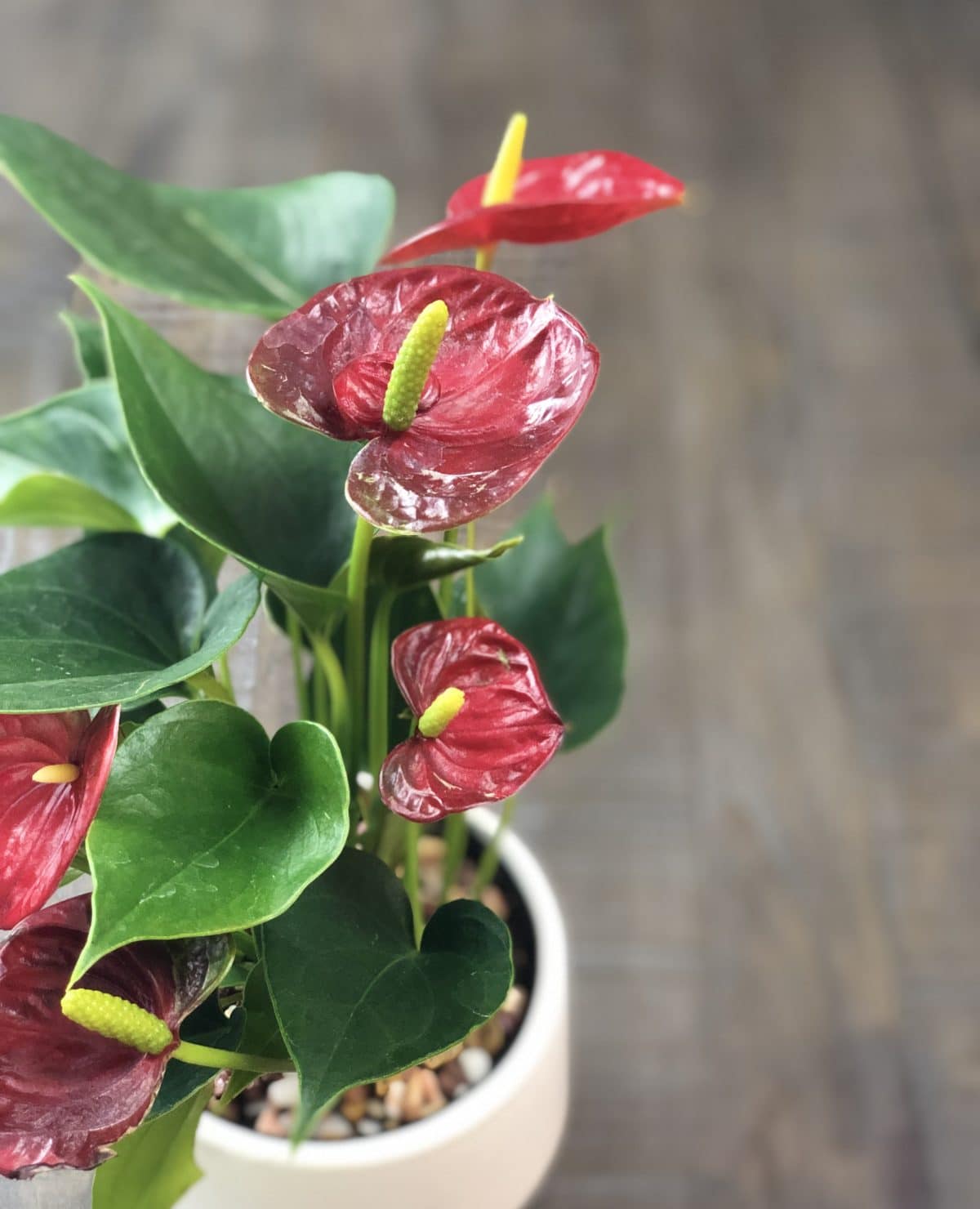 Learn how to care for an anthurium plant!