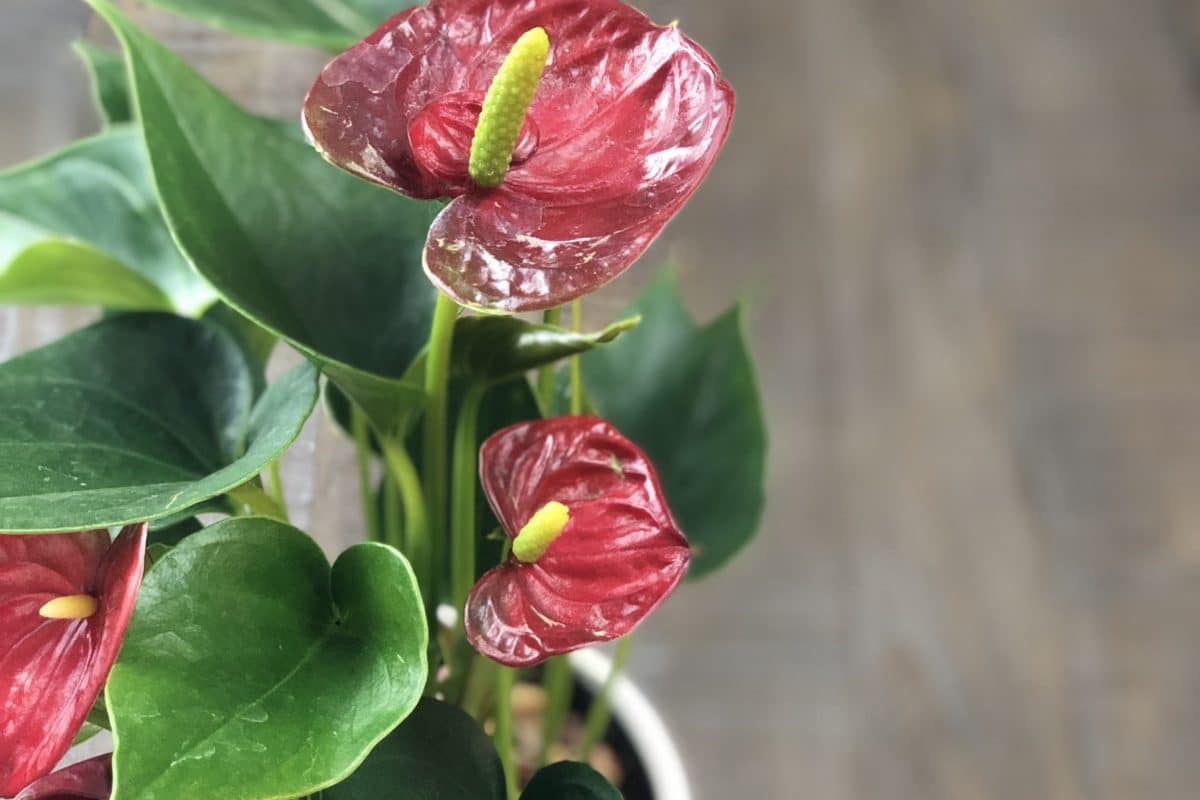 Learn how to care for an anthurium plant!