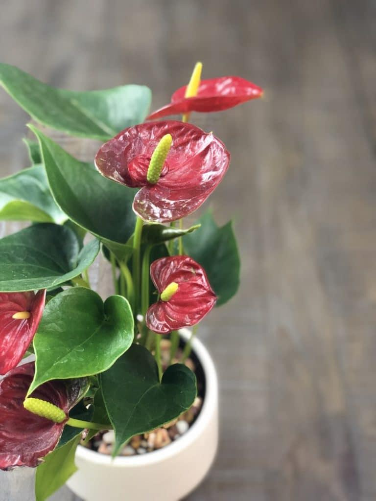 An indoor anthurium plant featuring dark red blooms and glossy green leaves.