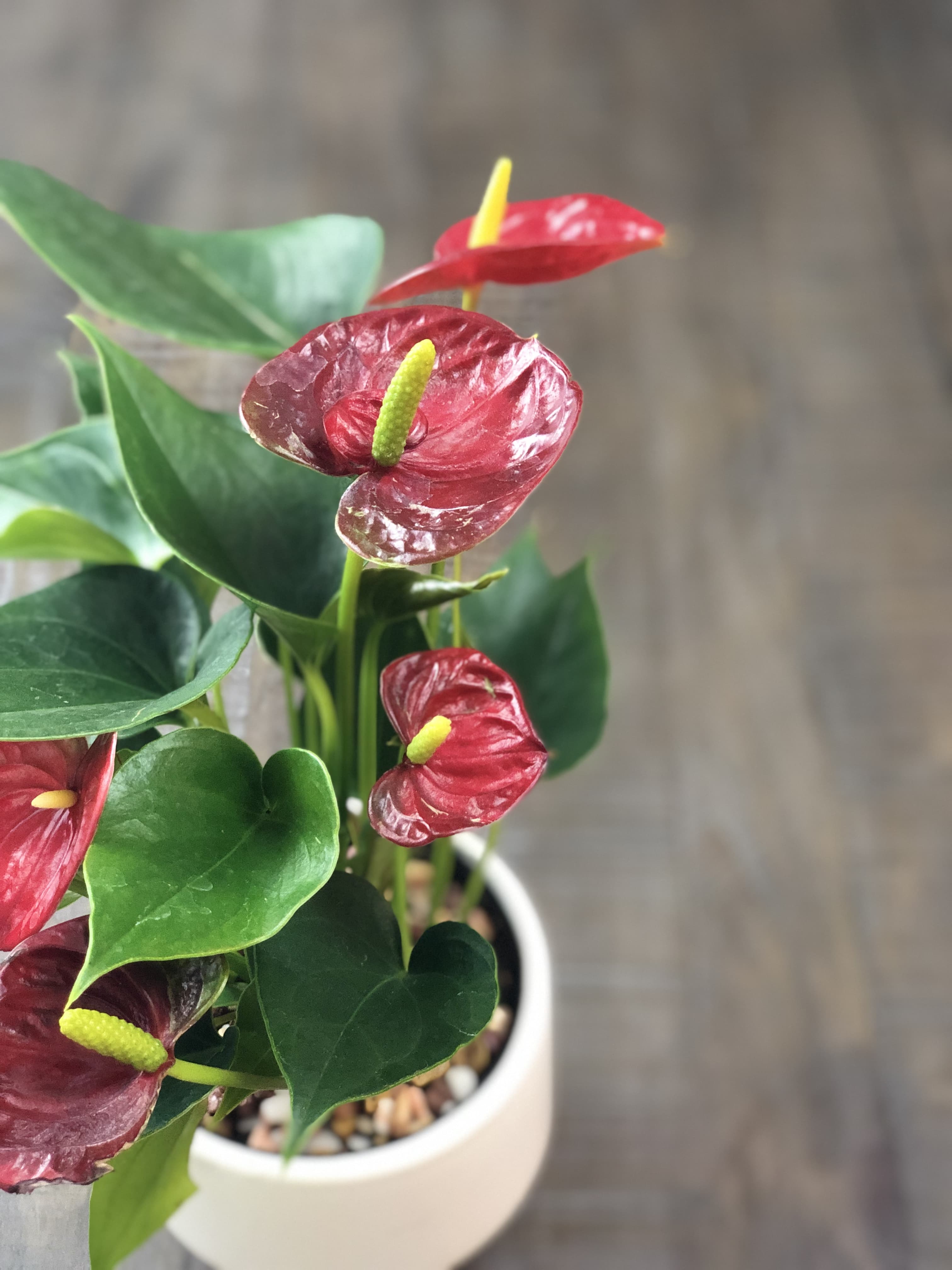 How to Take Care of Anthurium Plants Indoors