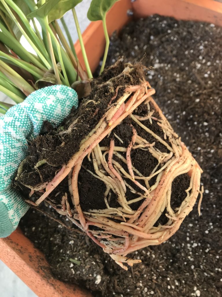 The root system of an anthurium plant being shown by a single hand.