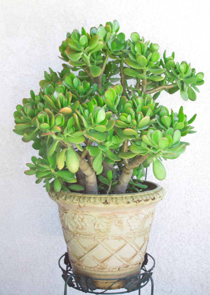 Large jade plant with thick stems and oval-shaped leaves planted in a clay pot.