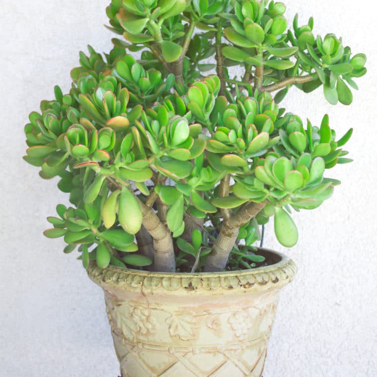 Learn how to water succulents with these easy tips!