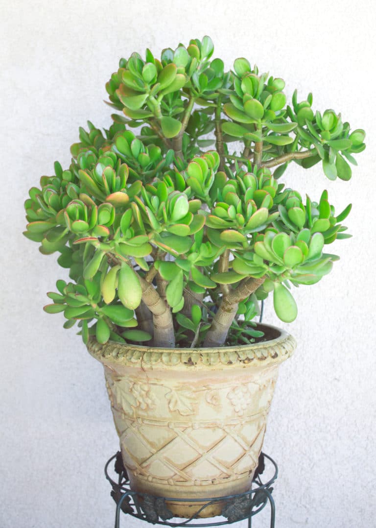 Jade plant succulent tree in cream clay pot.