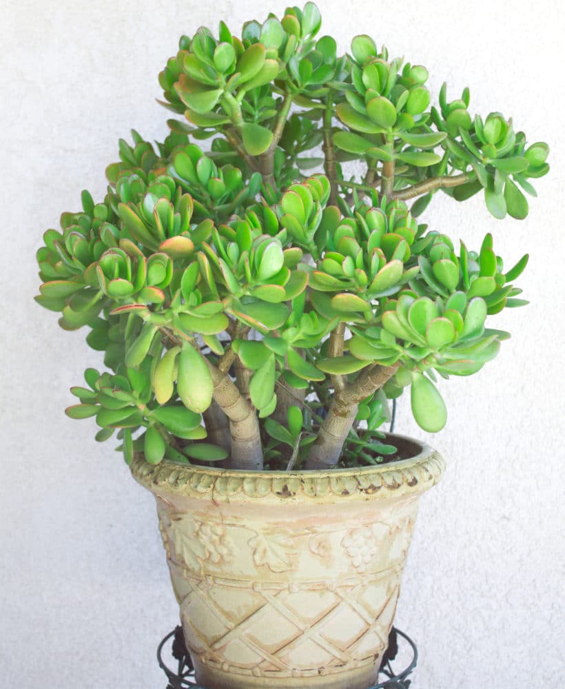 Learn how to water succulents with these easy tips!