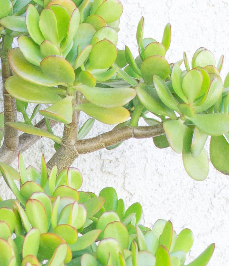 Jade Plants are succulents that feature woody stems. Learn how to grow a jade plant in your home or garden!