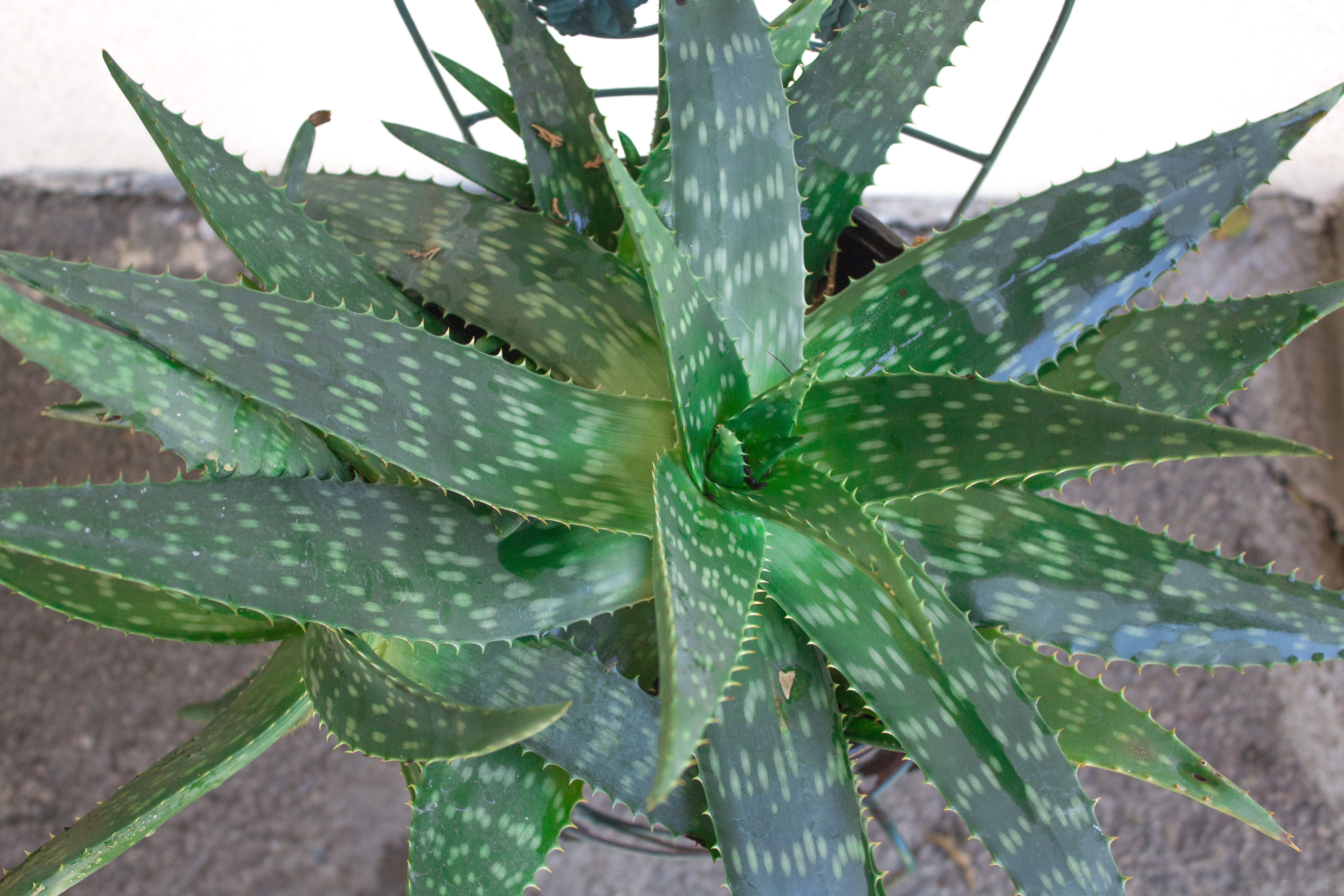 Aloe Vera Plant Care Learn To Grow This Healing Succulent Natalie Linda 9910