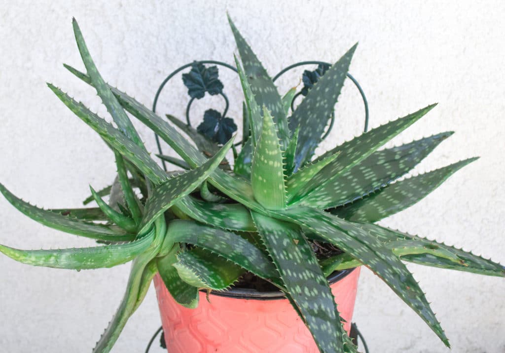 Potted aloe vera pot that's kept outdoors.