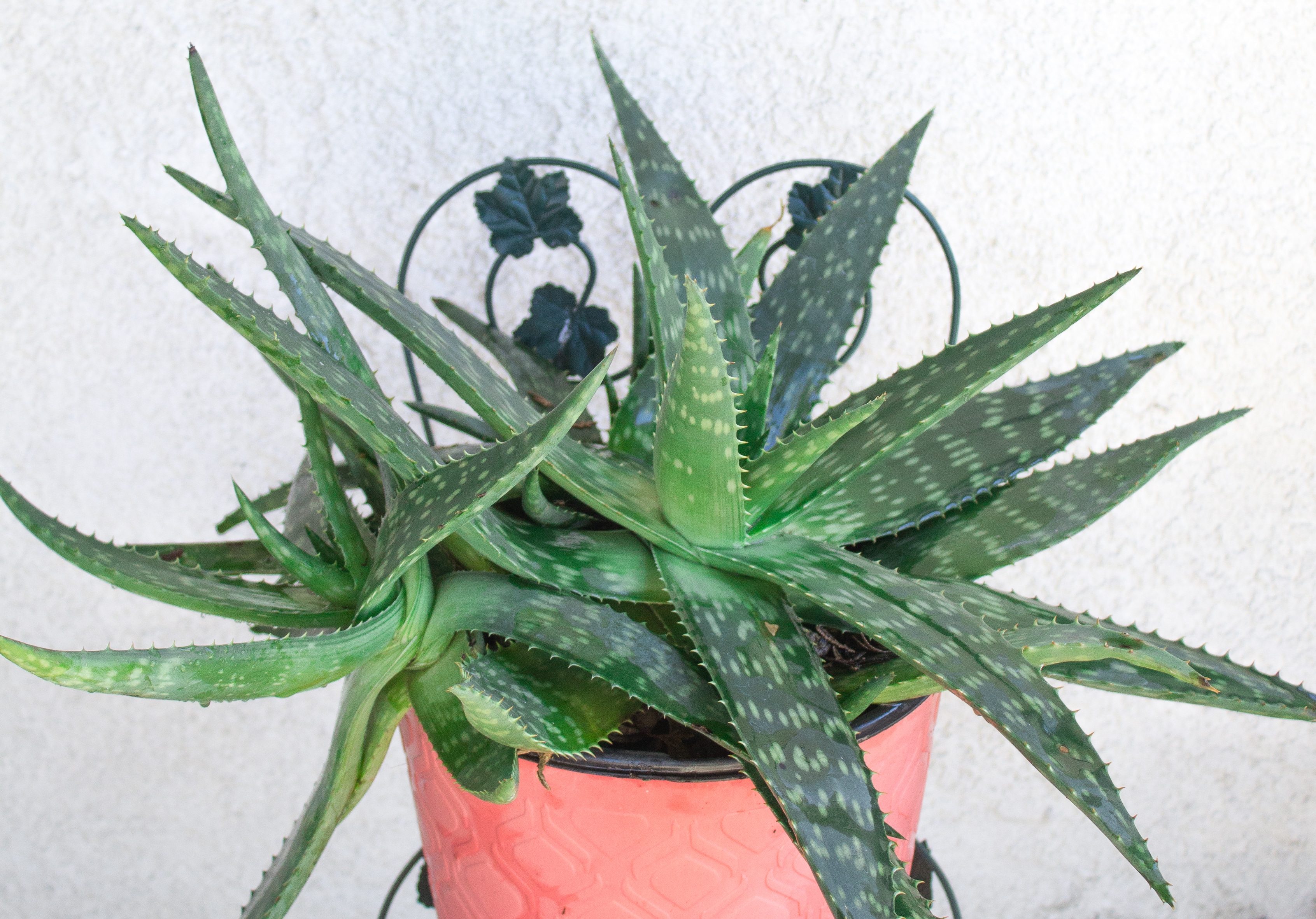 Aloe Vera Plant Care Learn To Grow This Healing Succulent