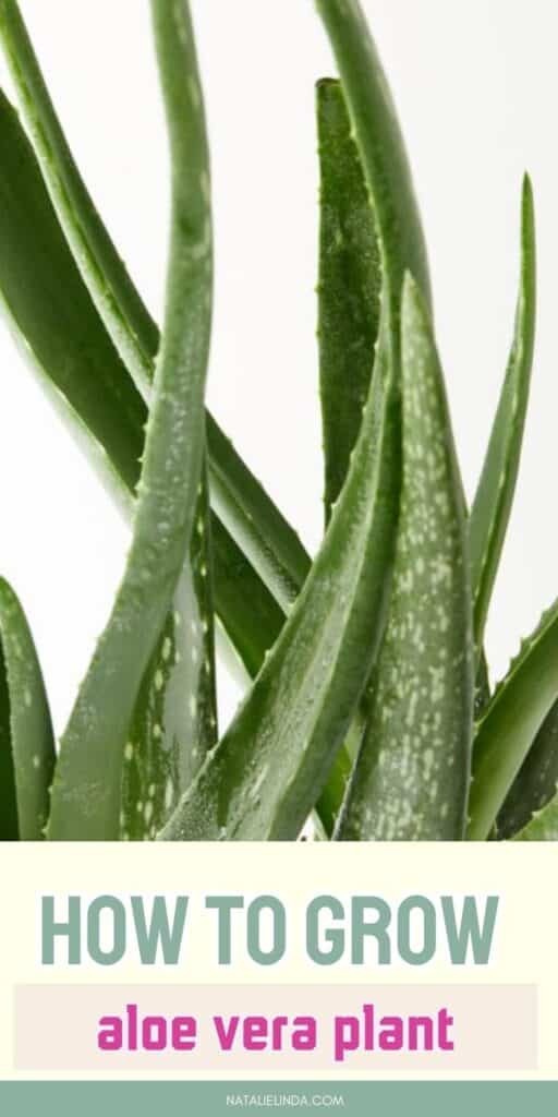 Aloe vera plant leaves. How to grow aloe vera.