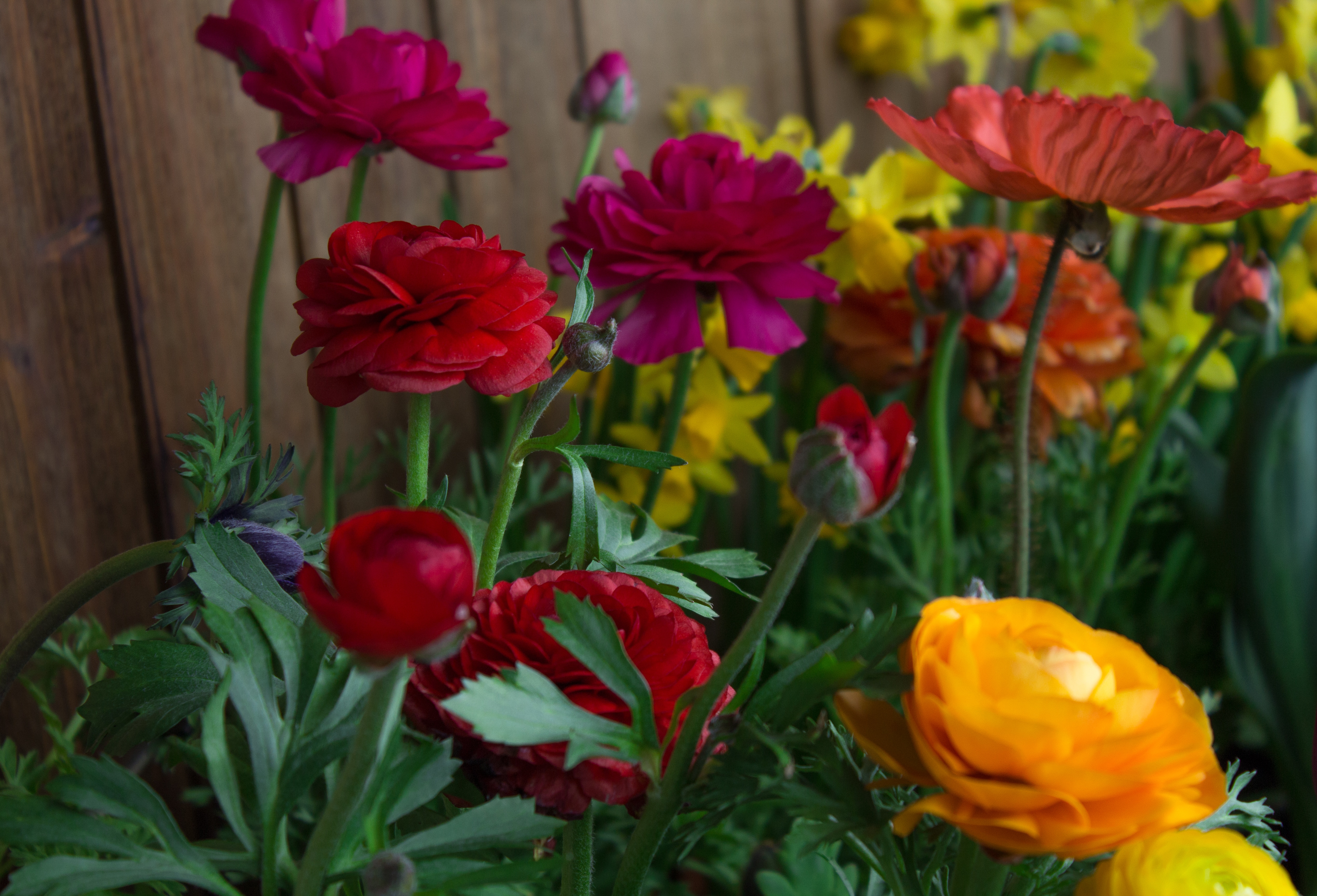 Red and orange flowers arranged in a cut flower garden