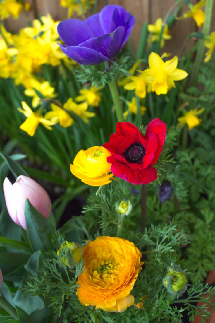 How to Grow a Cut Flower Garden - Natalie Linda